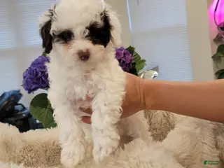 Toy Poodle dogs Toy Poodle Puppy 1 - Ad 33