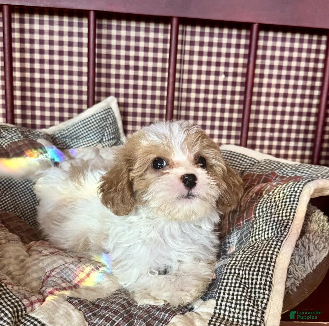 Cavapoo dogs for sale: Emma - Ad 5