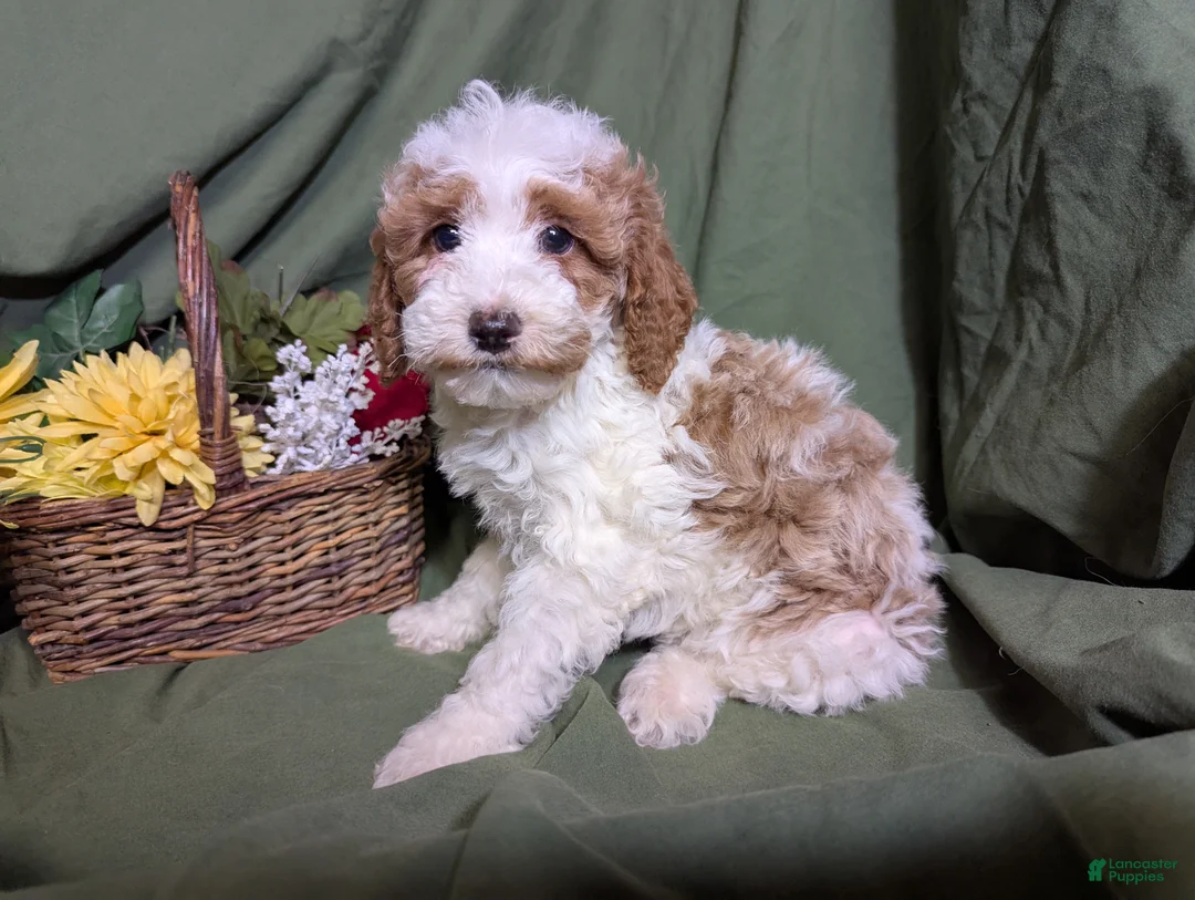 Mixed Breed dogs for sale: Theo - Ad 8