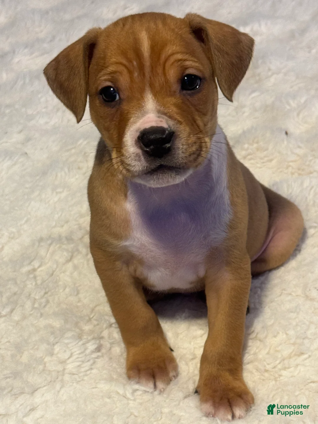 Mixed Breed dogs for sale: Ryder - Ad 2