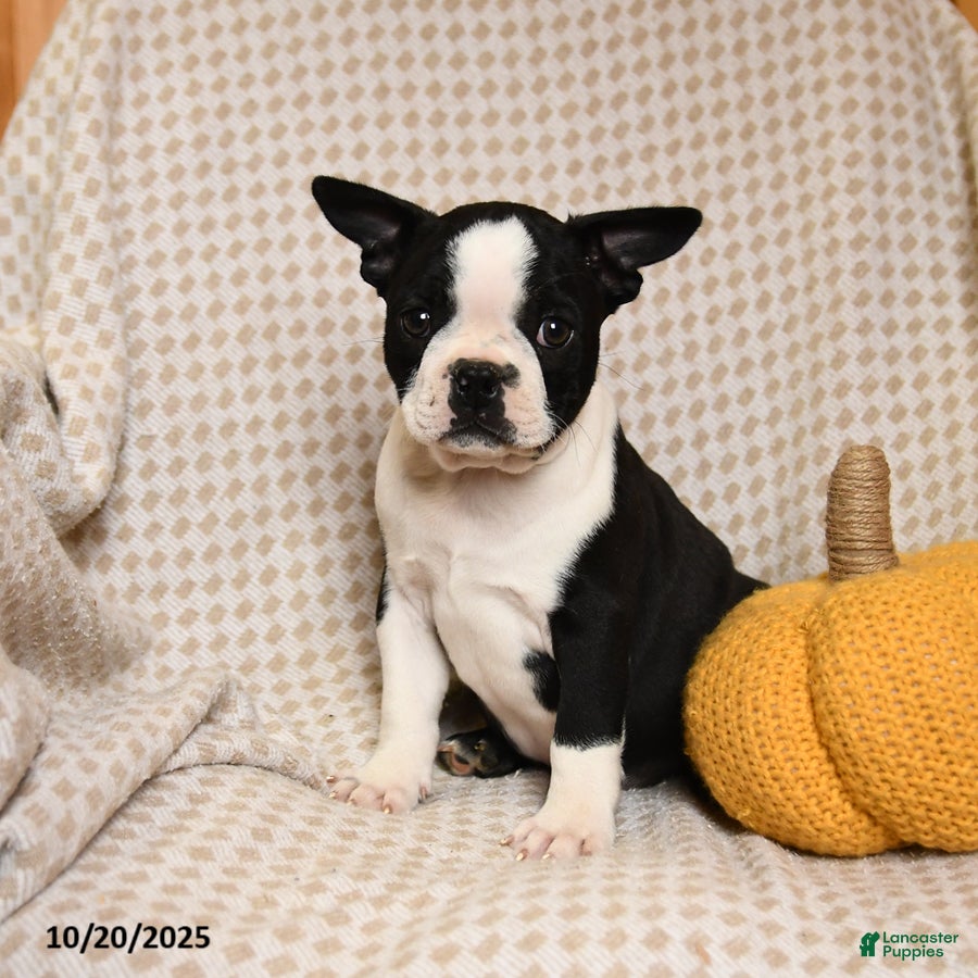 Boston Terrier dogs Clark - Ad 41