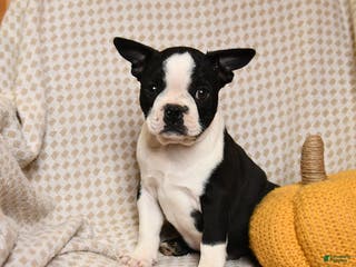 Boston Terrier dogs Clark - Ad 39