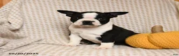 Boston Terrier dogs for sale: Clark - Ad 1