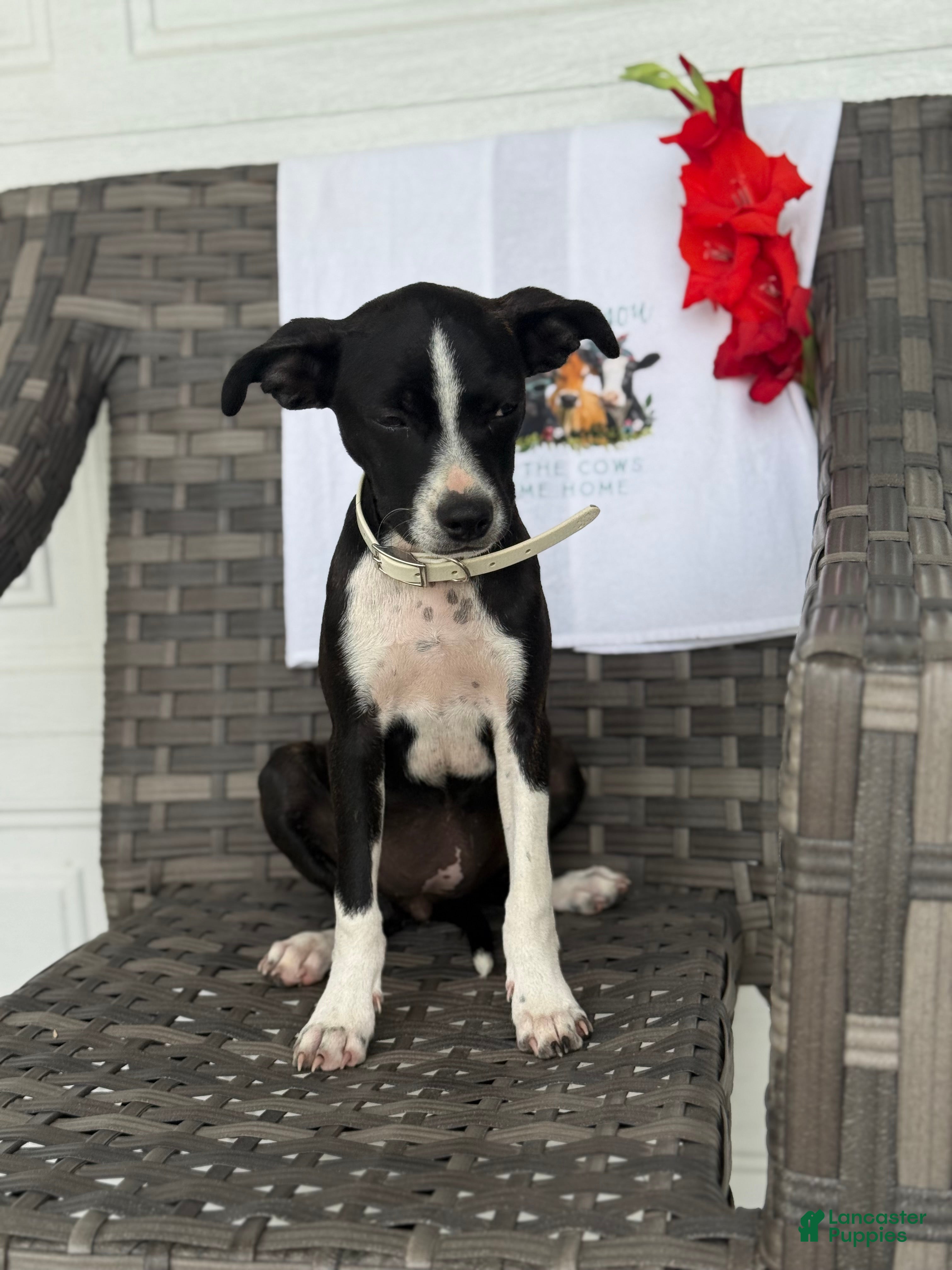 Mixed Breed dogs Gracey - Ad 1