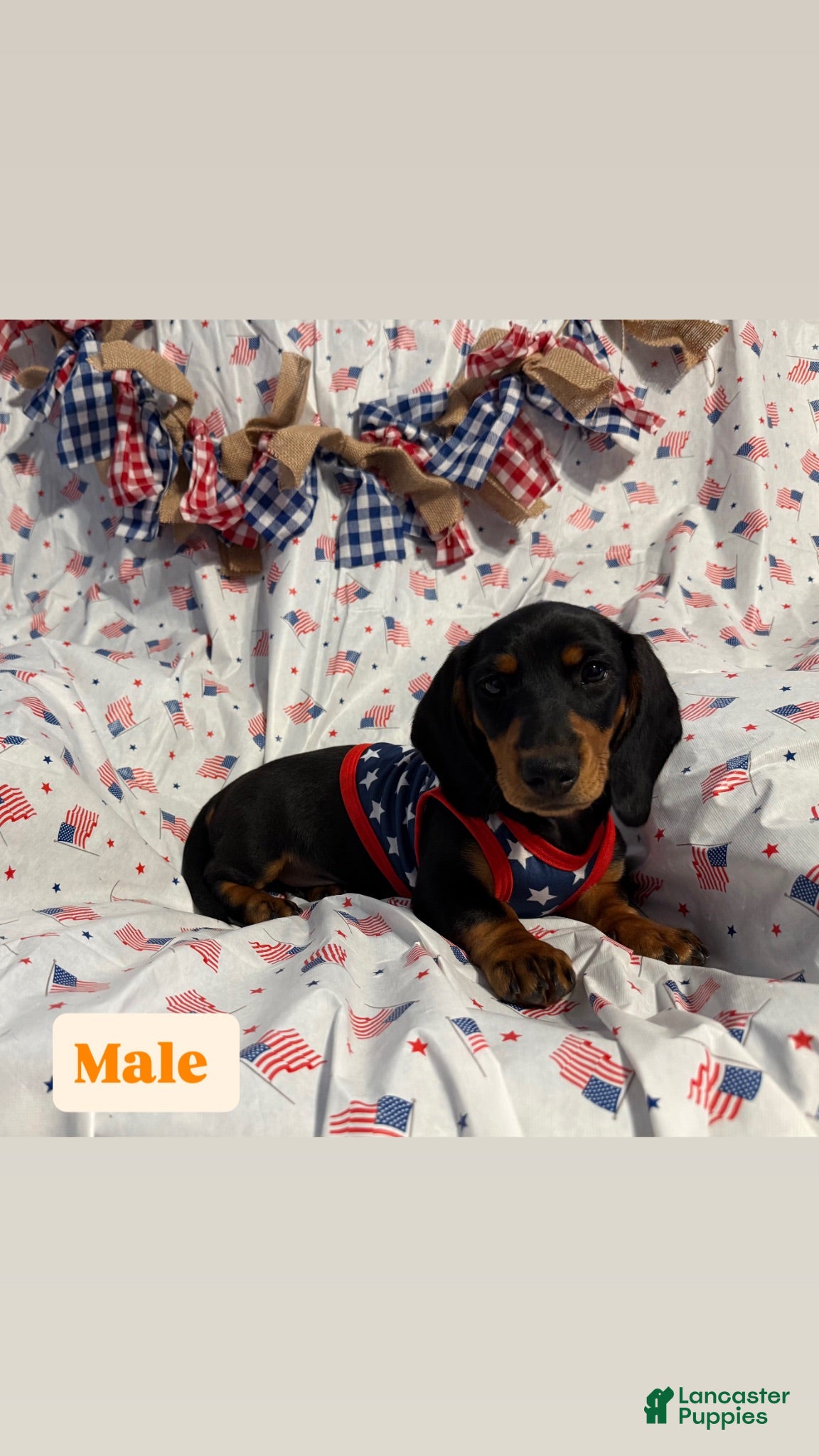 Miniature Dachshund dogs Miniature Dachshund 2 - Ad 22
