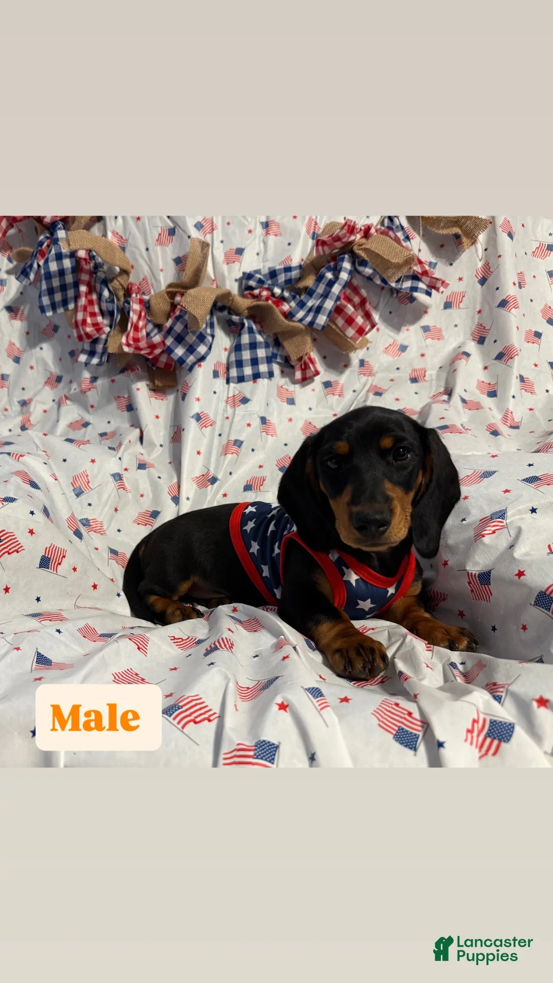 Miniature Dachshund dogs for sale: Miniature Dachshund 2 - Ad 1