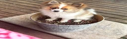 Pomeranian dogs for sale: Pomeranian Puppy 1 - Ad 9