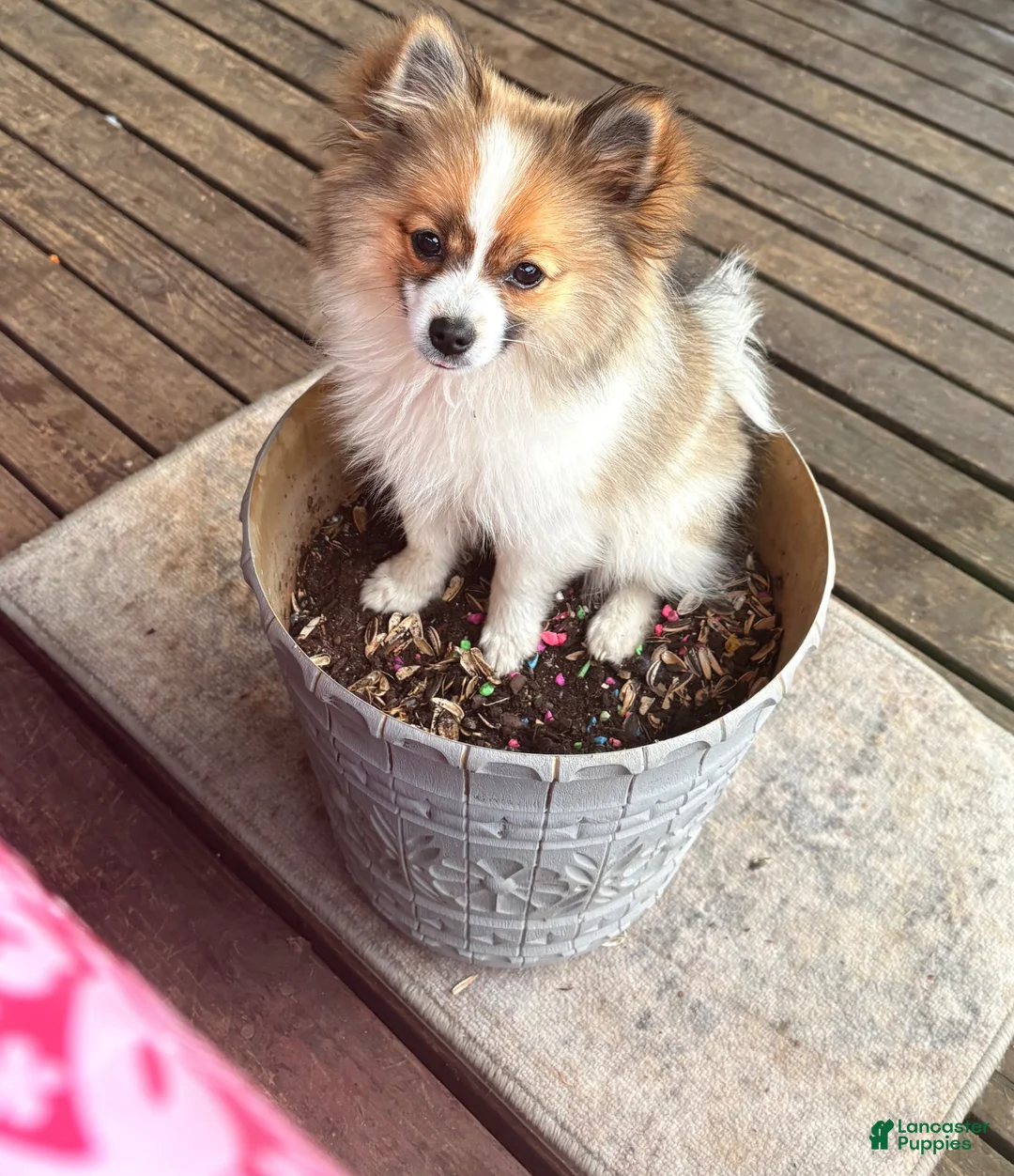 Pomeranian dogs for sale: Pomeranian Puppy 1 - Ad 9
