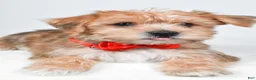 Morkie dogs for sale: Gary - Ad 5