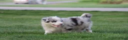 Border Collie dogs for sale: Cruz - Ad 4