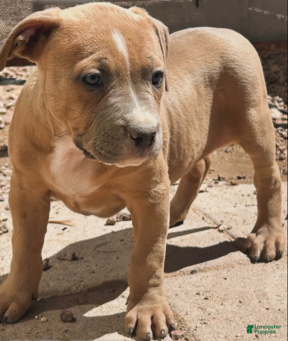 American Bully dogs JADE - Ad 31