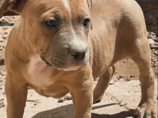 American Bully dogs JADE - Ad 31