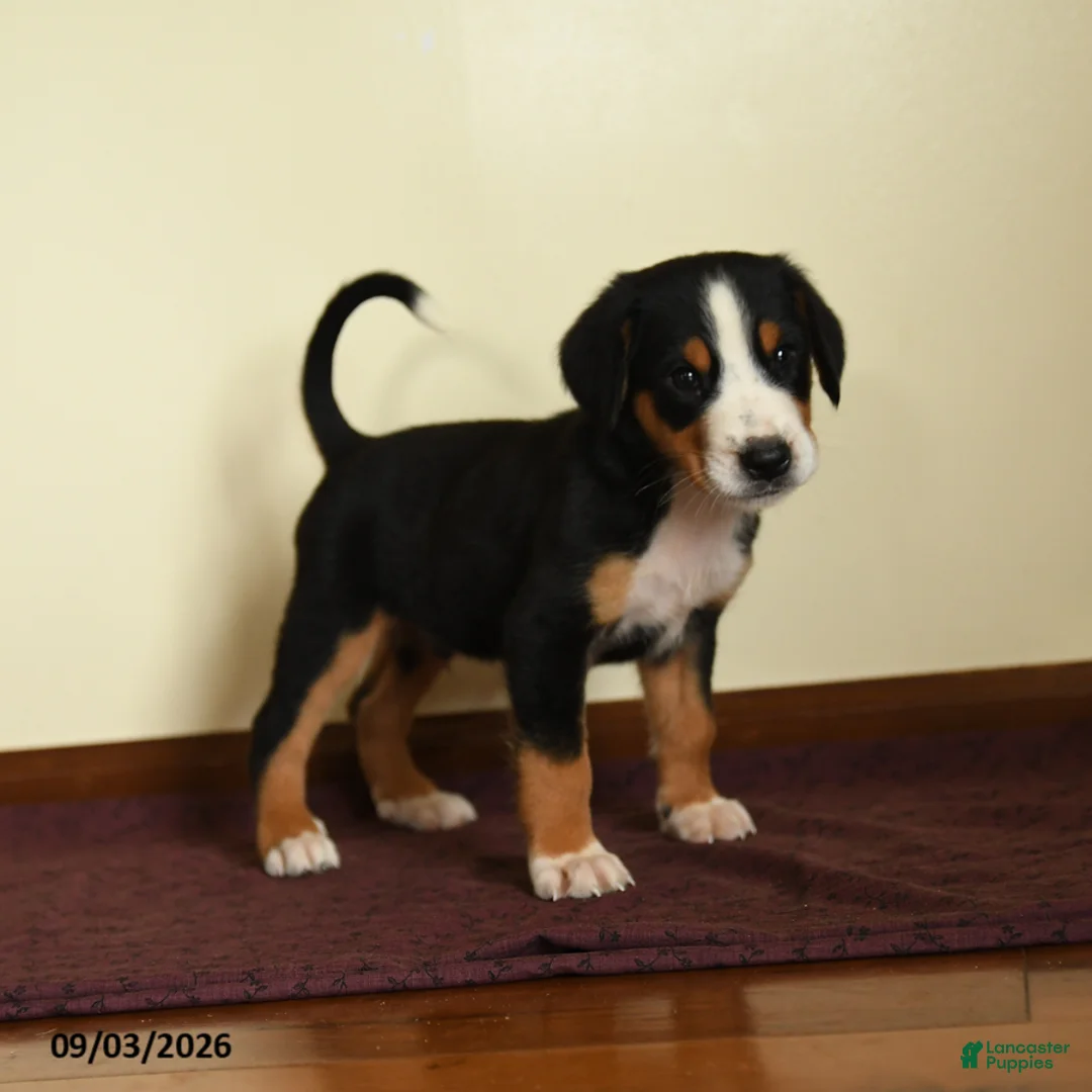 Greater Swiss Mountain Dog dogs for sale: Dwayne - Ad 2