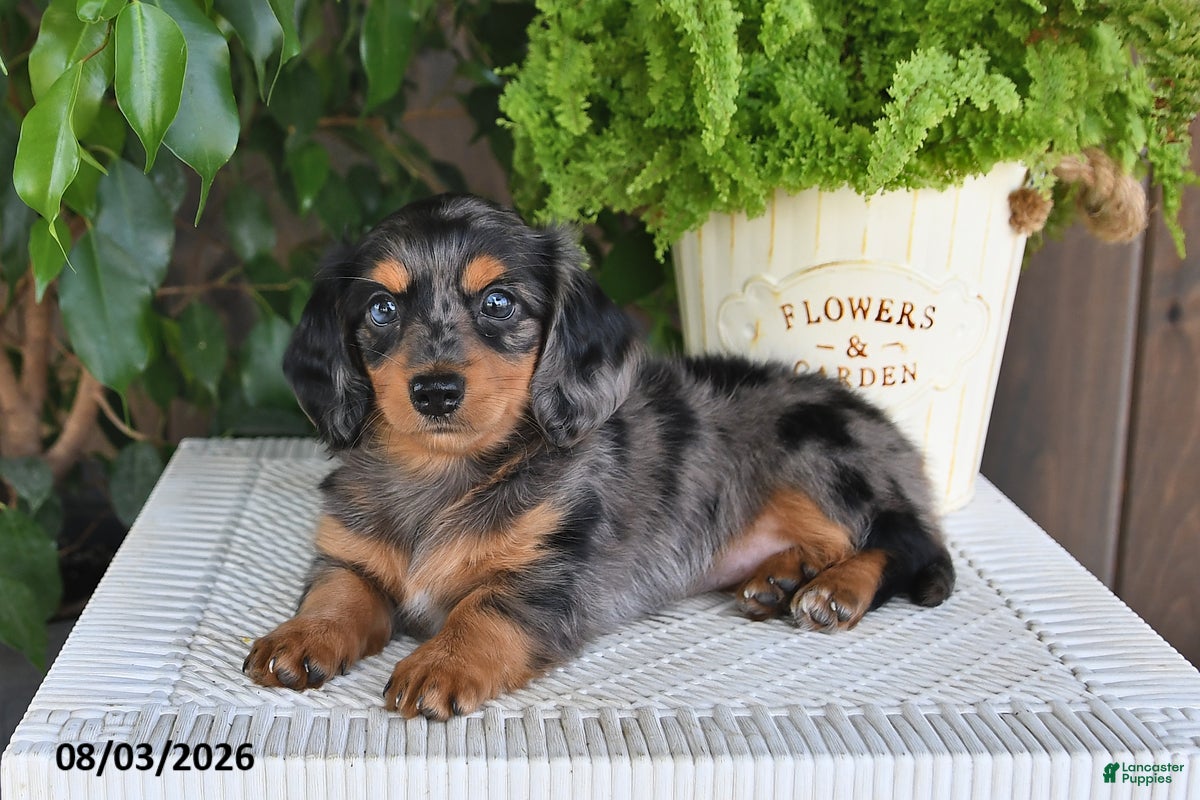 Miniature Dachshund dogs Sophia - Ad 2