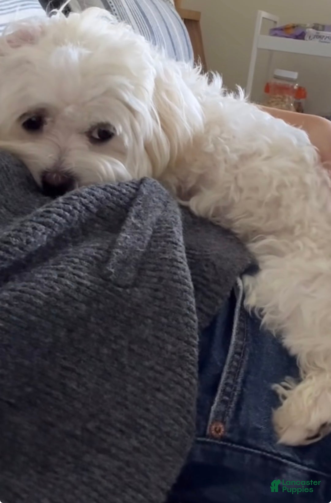 Morkie dogs for sale: Lala - Ad 5