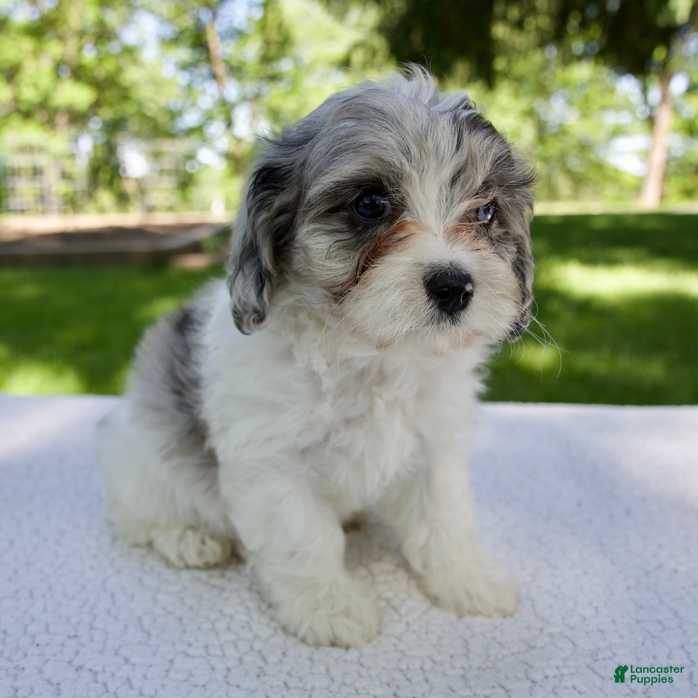 Cavapoo dogs Ethan - Ad 2