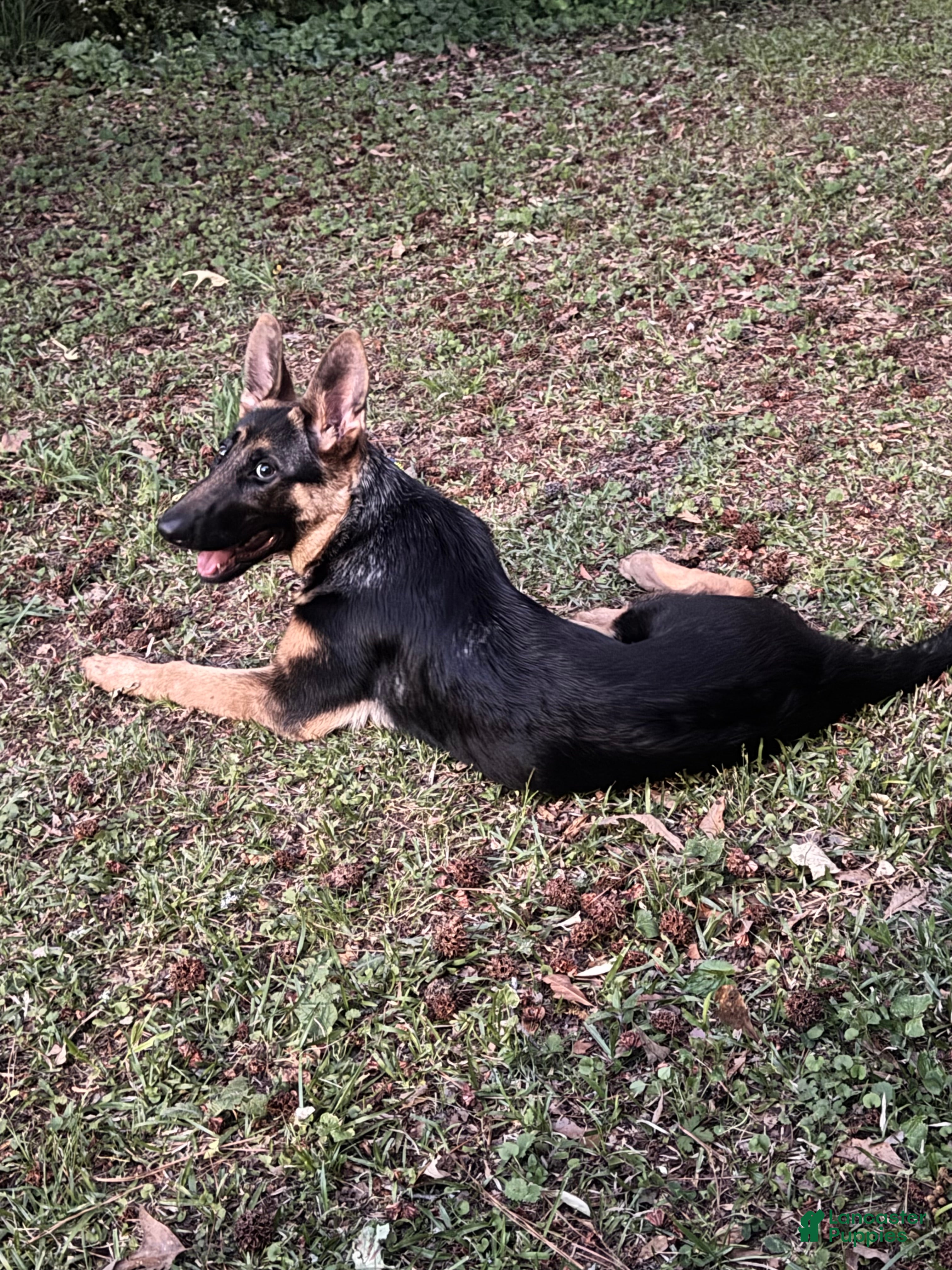 German Shepherd dogs for sale: 6 month old female German Shepherd  - Ad 3