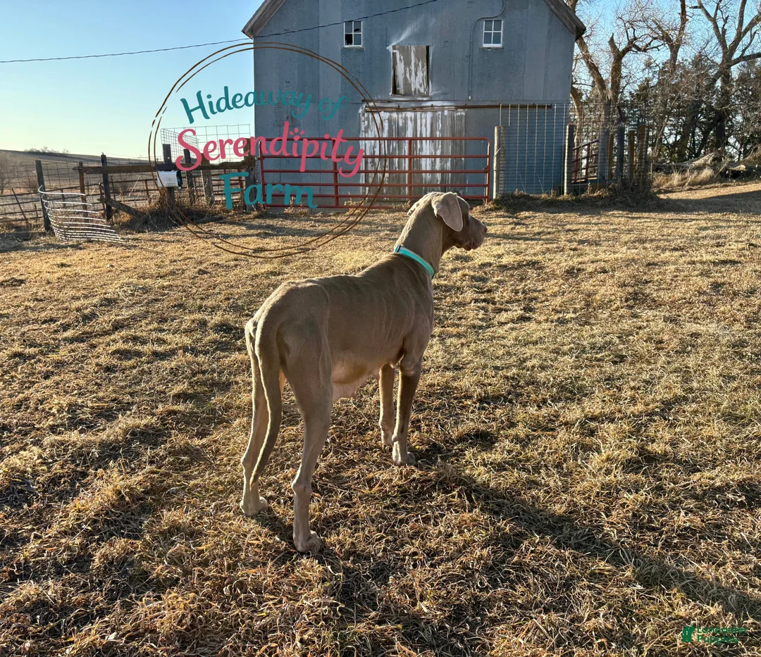 Great Dane dogs for sale: Great Dane - Teal - Ad 12