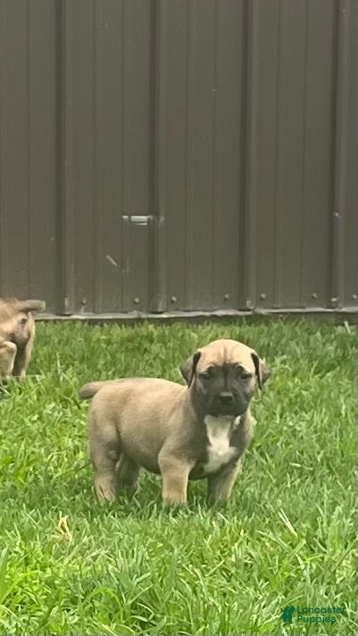 South African Boerboels dogs South African Boerboels 4 - Ad 1