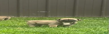 South African Boerboels 4