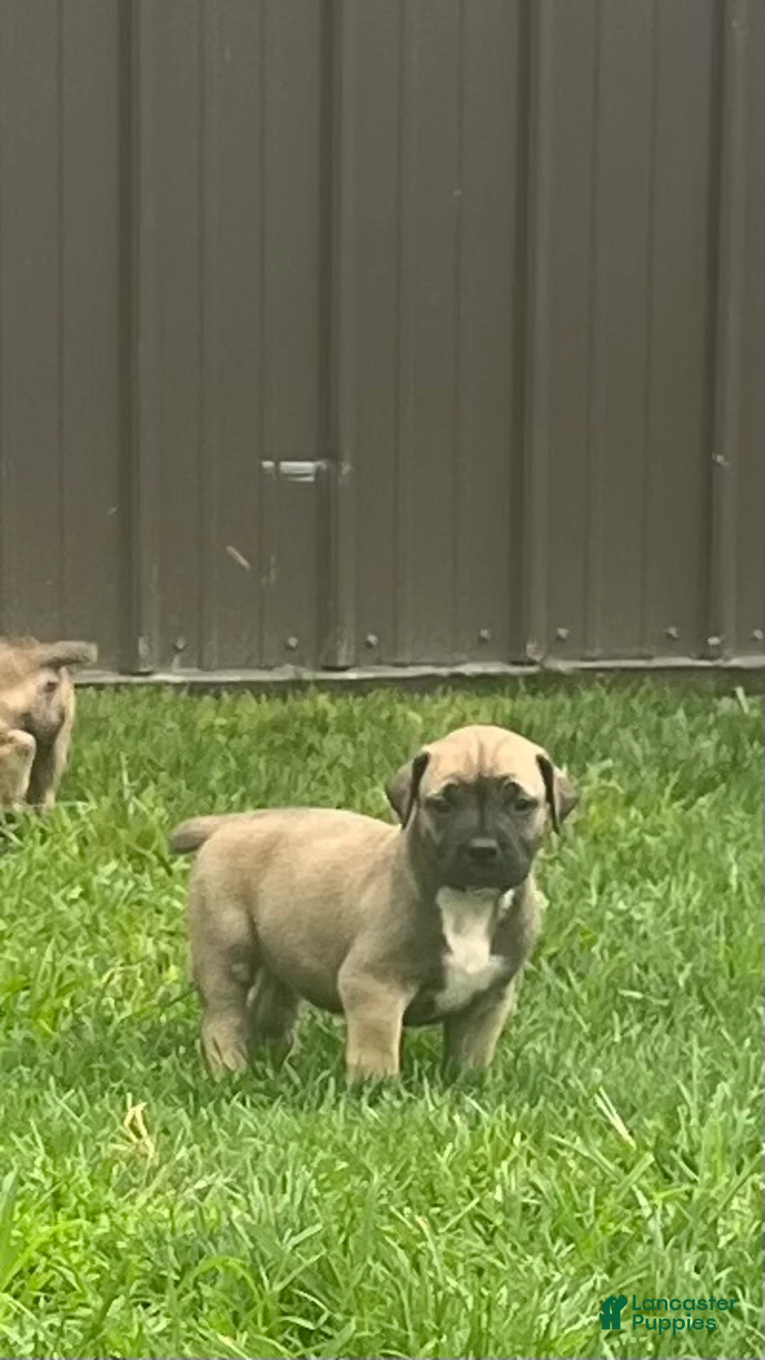 South African Boerboels dogs for sale: South African Boerboels 4 - Ad 1
