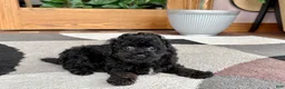 Mixed Breed dogs for sale: Maltipoo/Havanese boy 2  - Ad 2