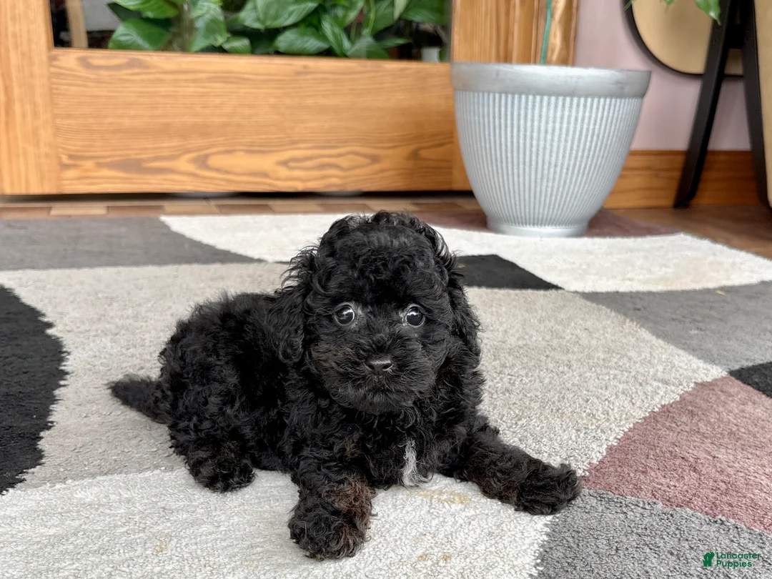 Mixed Breed dogs for sale: Maltipoo/Havanese boy 2  - Ad 2