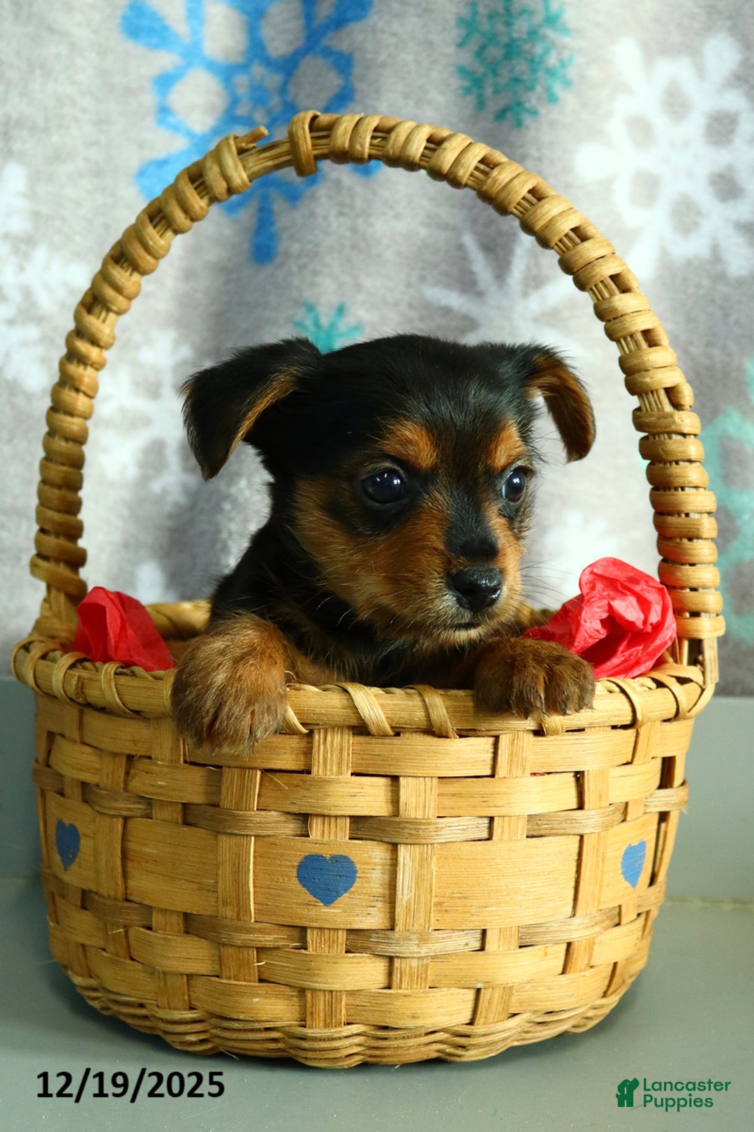 Yorkshire Terrier dogs for sale: Snickers - Ad 5