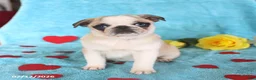Pug dogs for sale: Gertie - Ad 1