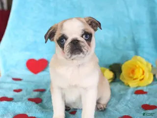 Pug dogs Gertie - Ad 2