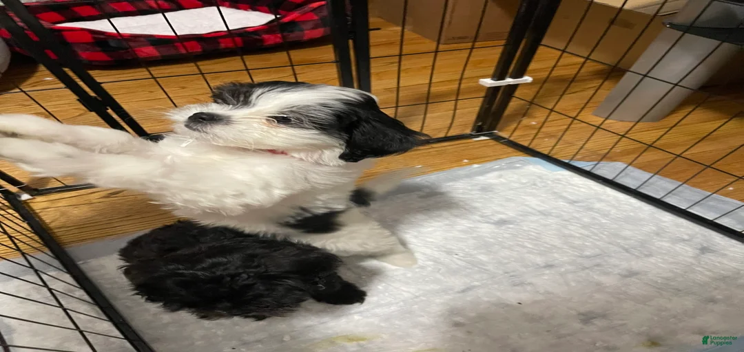 Gallery Image {{count}}