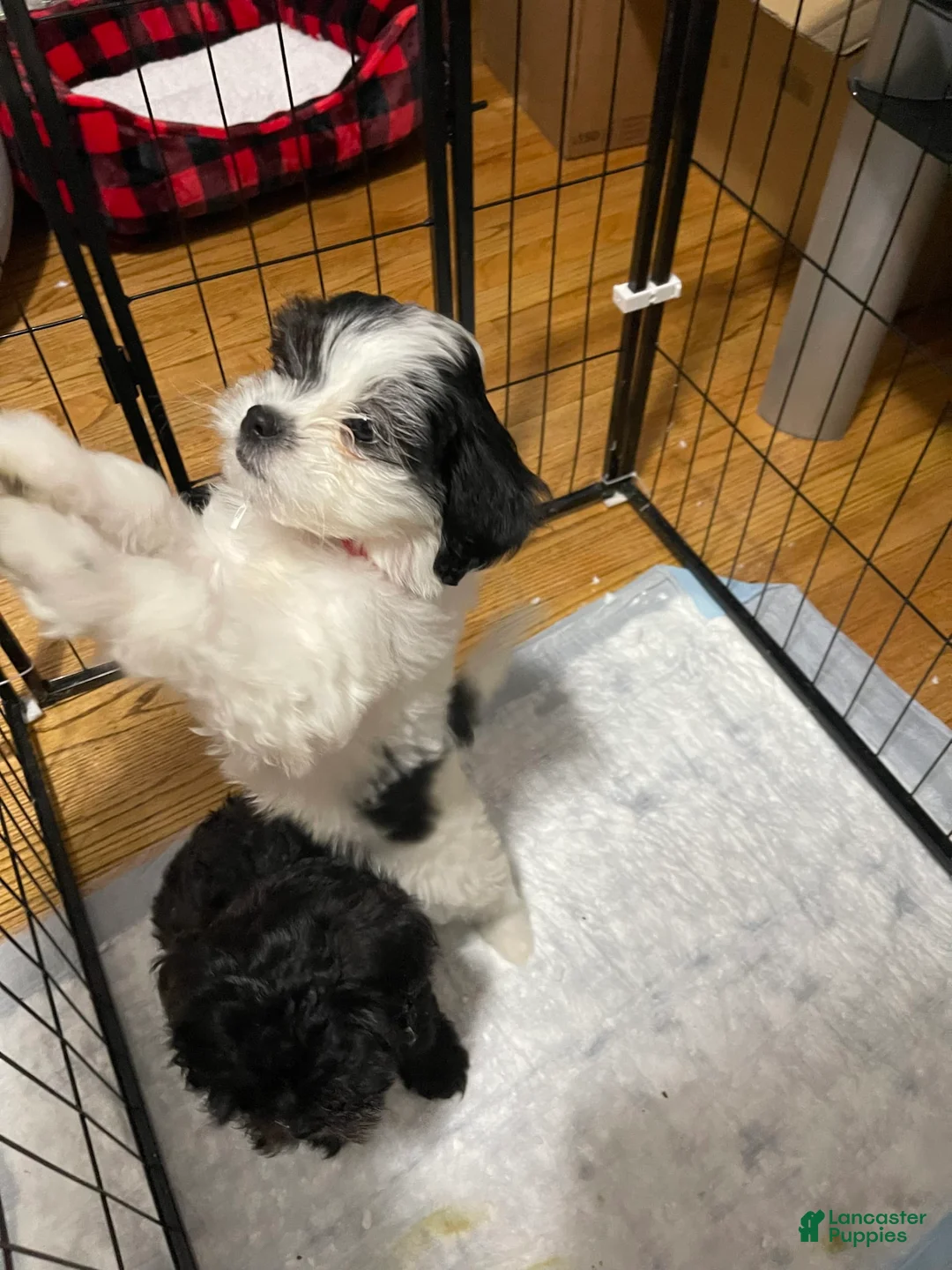 Gallery Image {{count}}