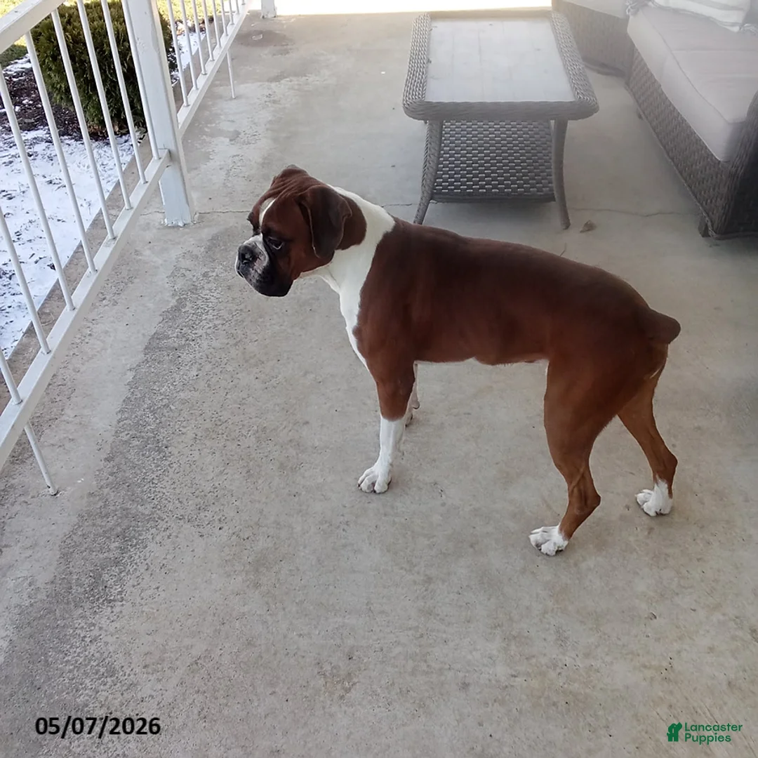 Boxer dogs for sale: Max - Ad 8