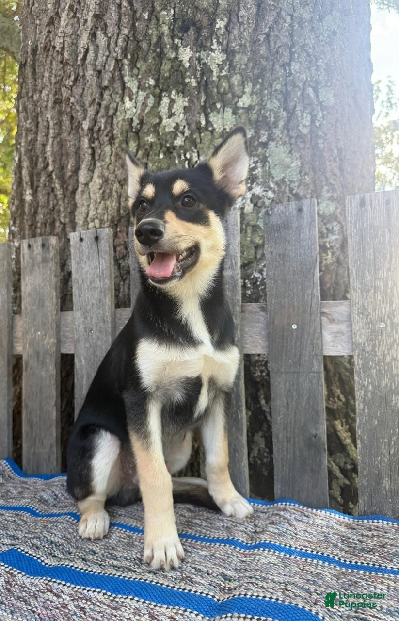 Pomsky dogs Zack - Ad 2