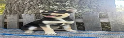 Pomsky dogs for sale: Zack - Ad 2