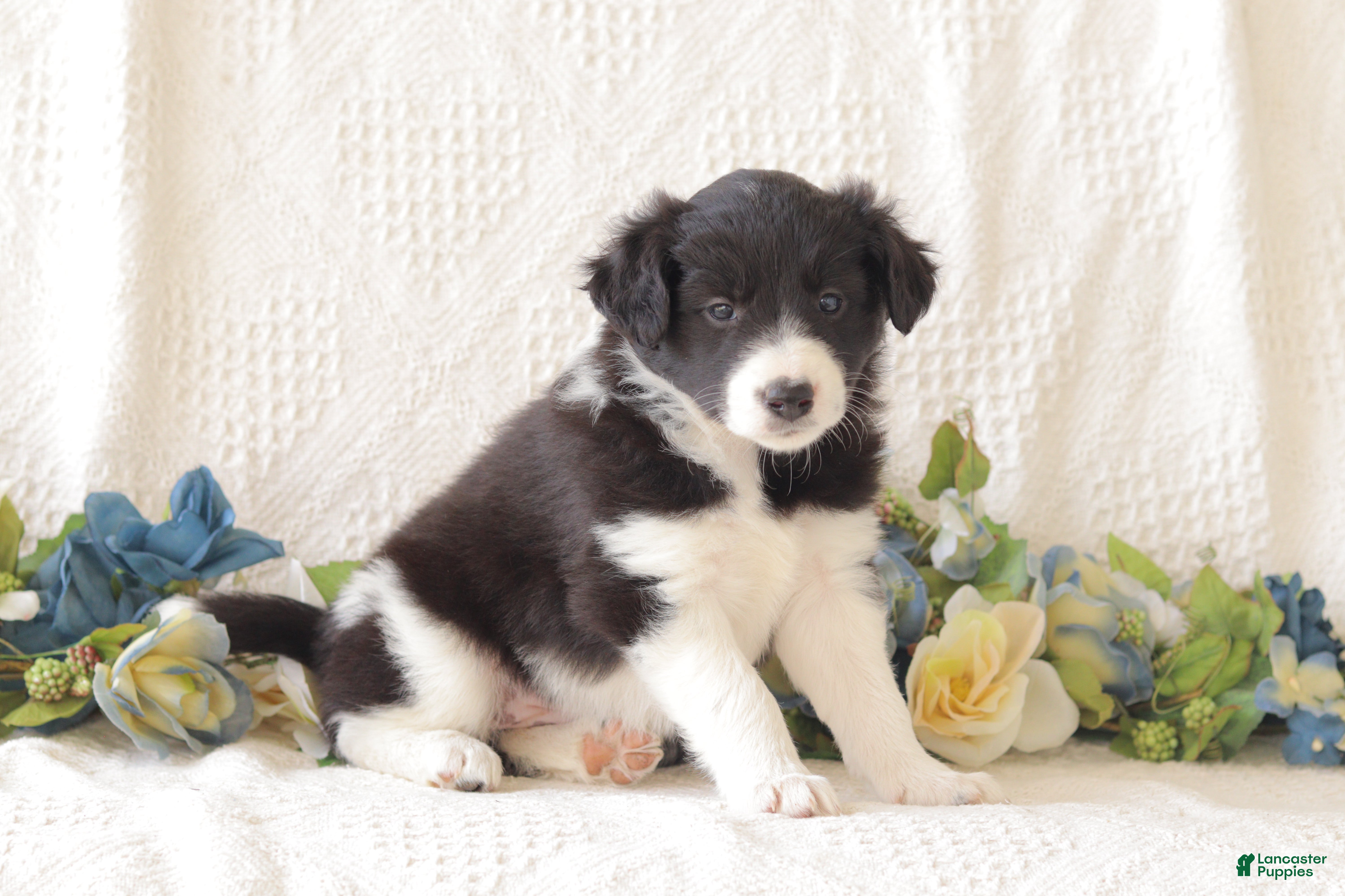 Border Collie dogs Almira - Ad 2