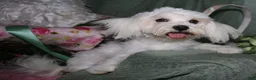 Maltese dogs for sale: Teddy - Ad 4