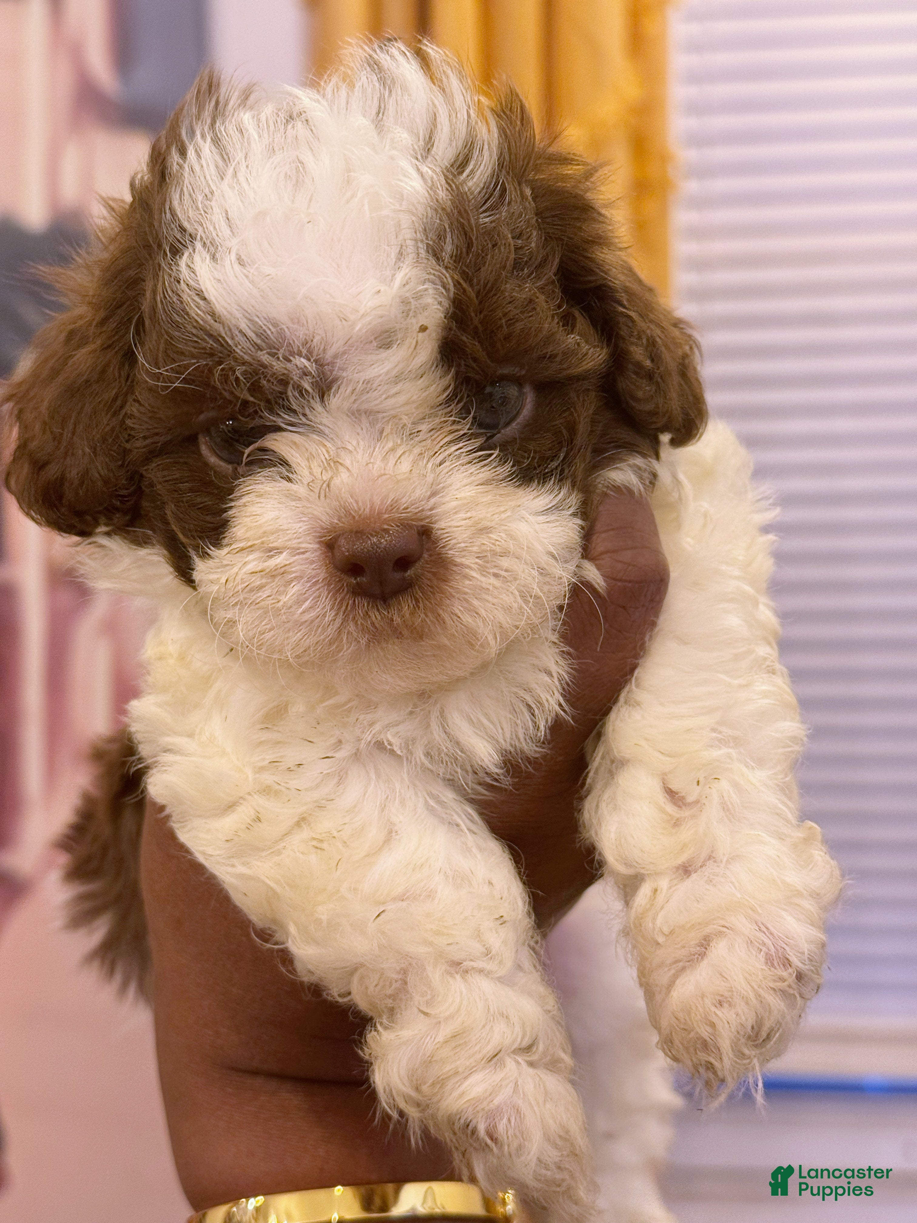 Shihpoo dogs Okoye - Ad 34
