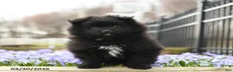 Pomeranian dogs for sale: Blackie - Ad 3