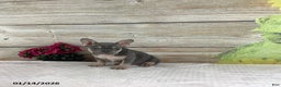 French Bulldog dogs for sale: Polly - Ad 2
