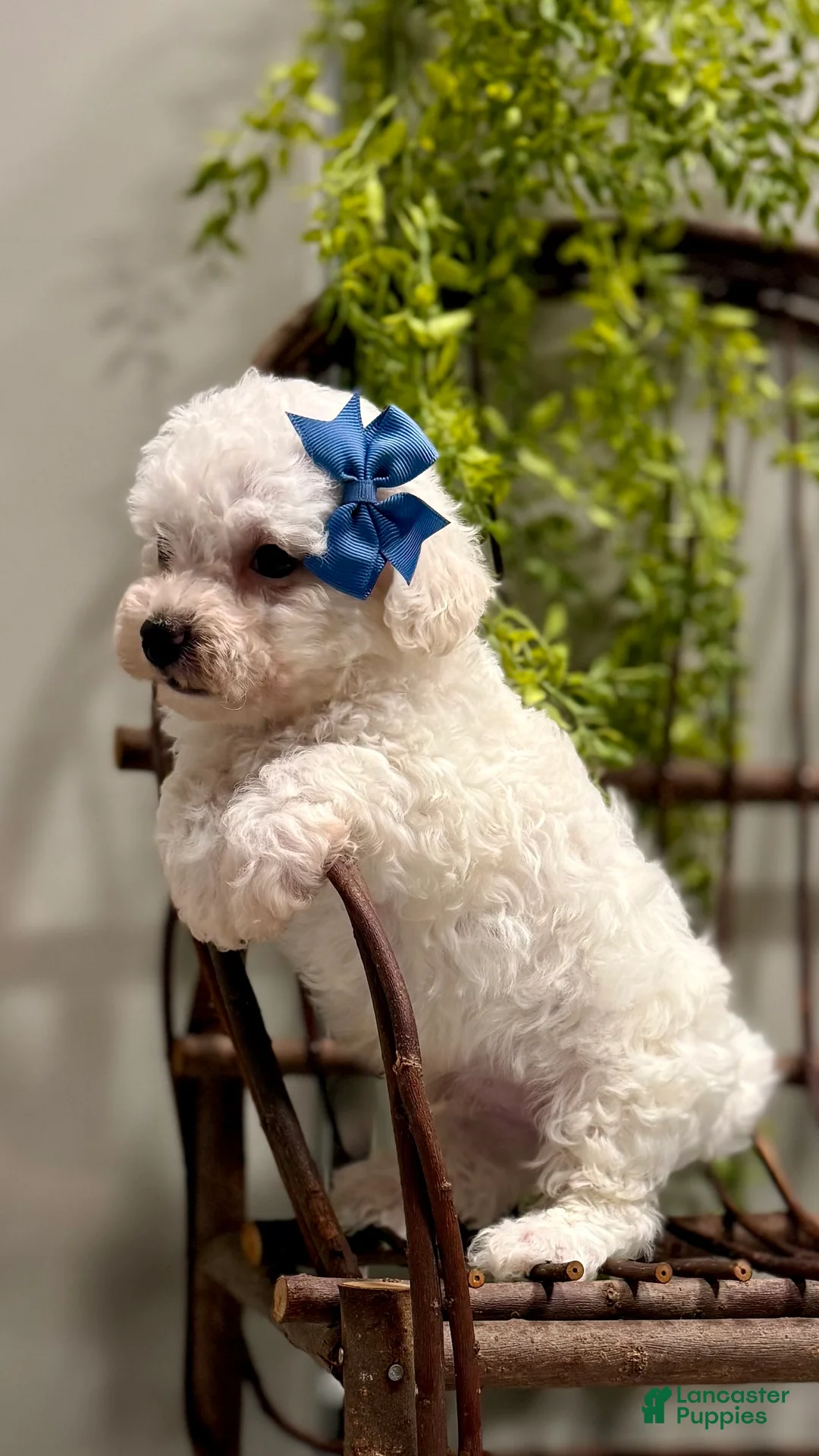 Bichon Frise dogs for sale: ACA Mickey - Ad 4