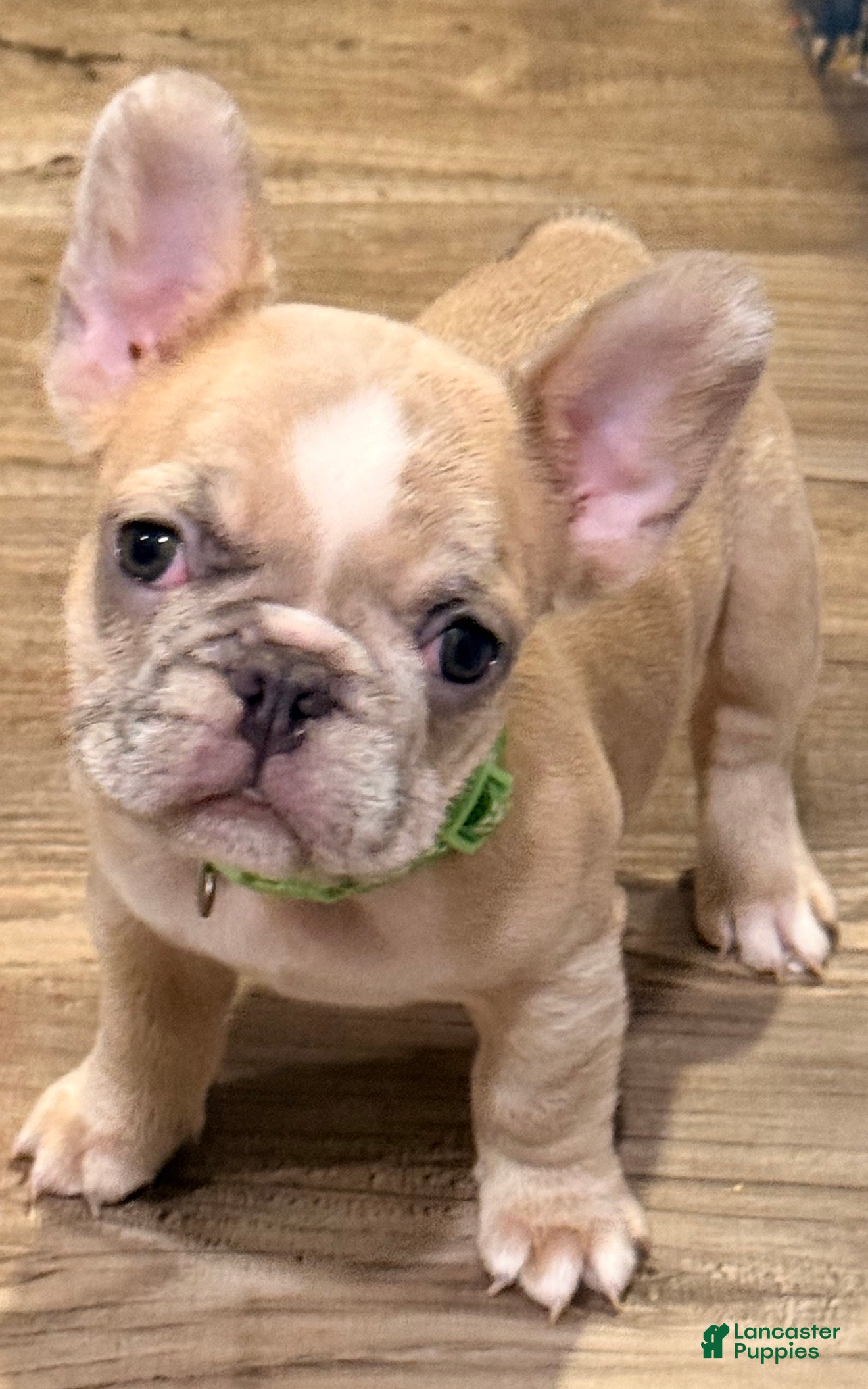 French Bulldog dogs Cirles - Ad 11