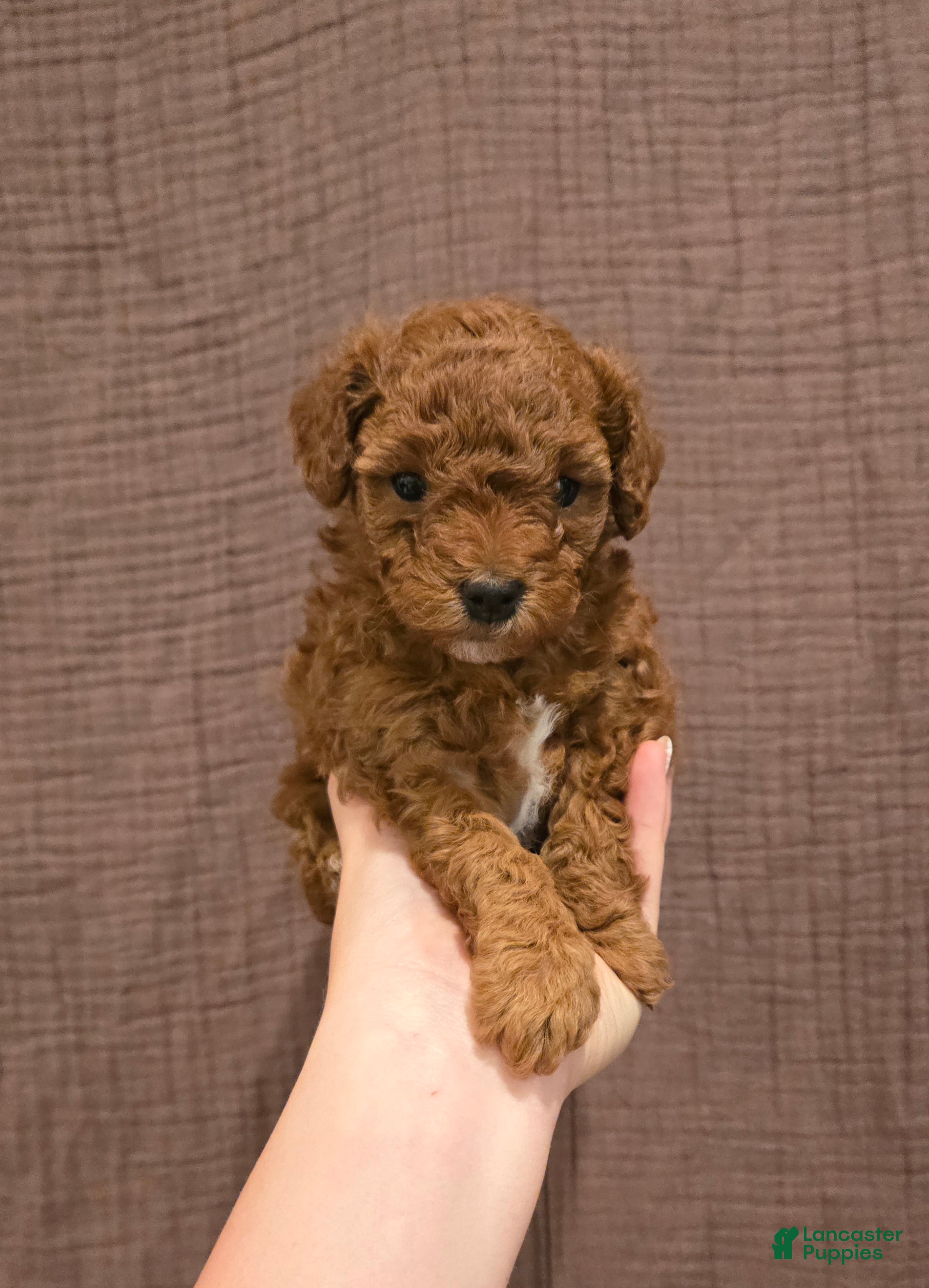 Mixed Breed dogs Mixed Breed 1 - Ad 14