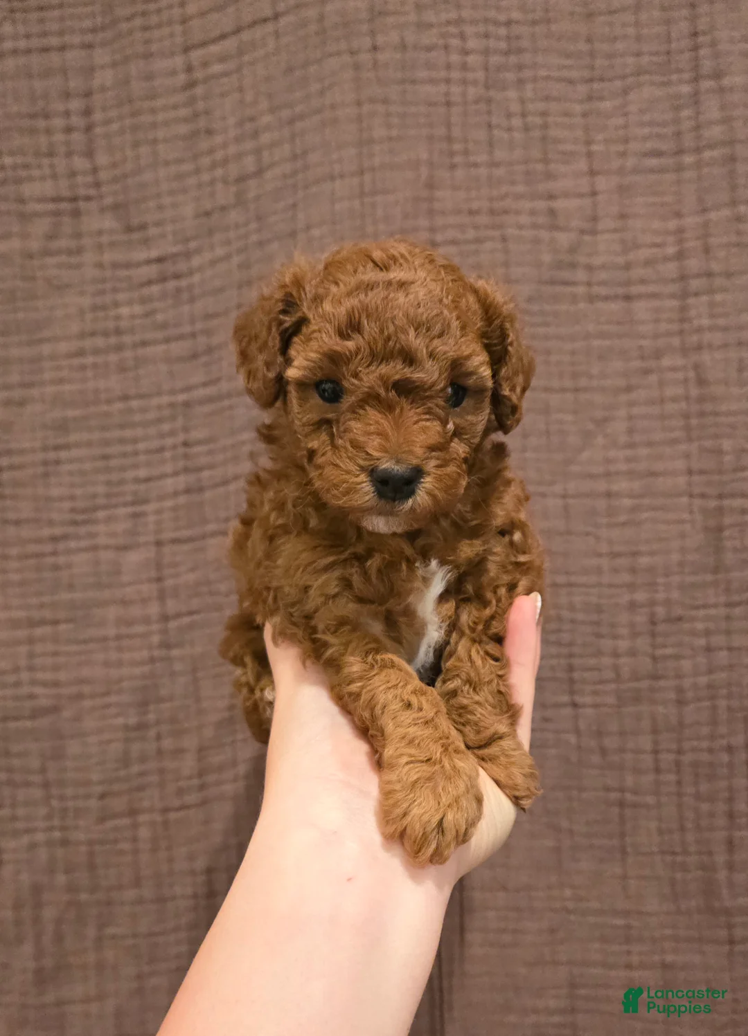 Mixed Breed dogs for sale: Mixed Breed 1 - Ad 1