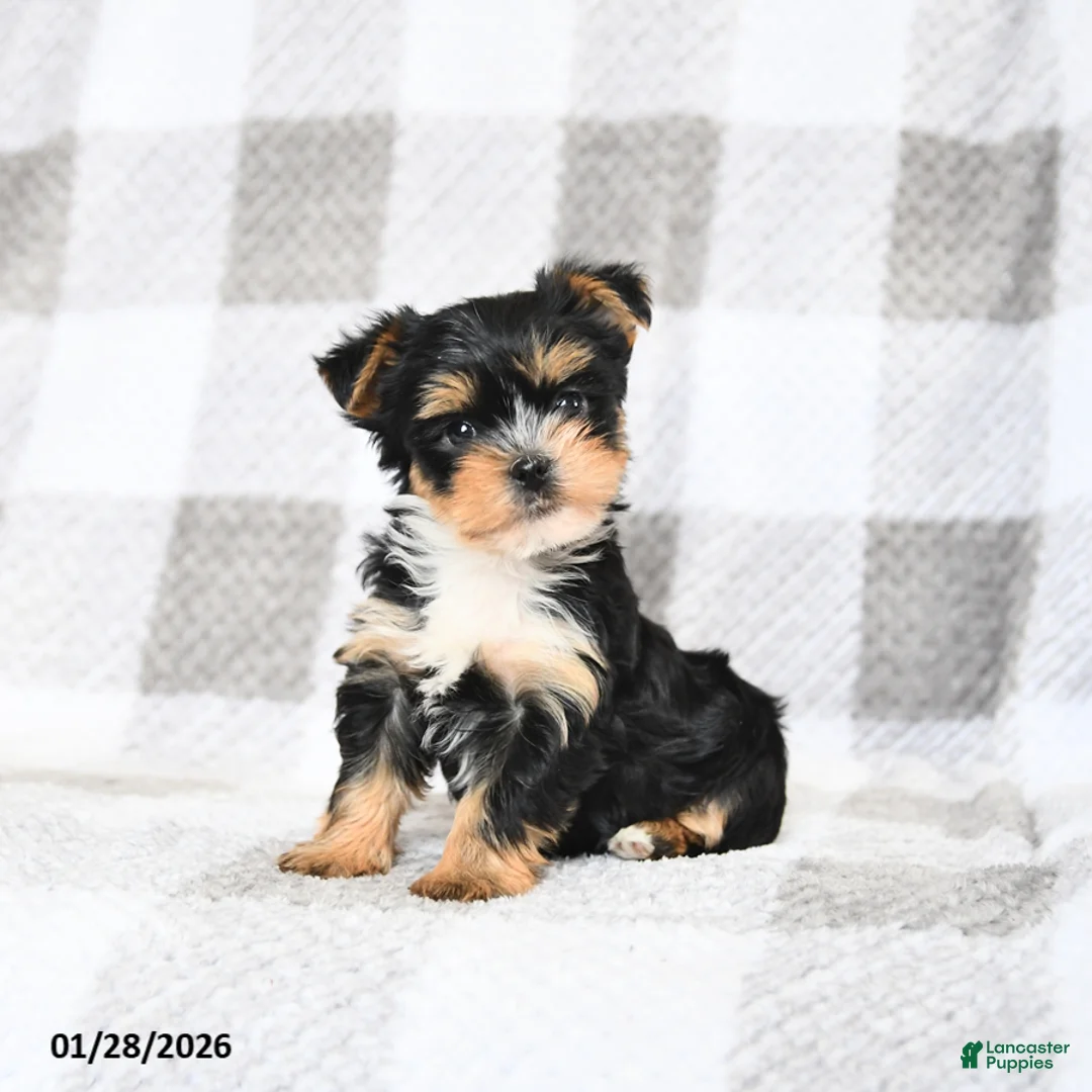 Yorkshire Terrier dogs for sale: Buddy - Ad 2