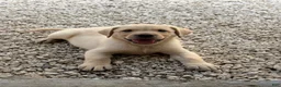 Labrador Retriever dogs for sale: Labrador Retriever Puppy 2 - Ad 12