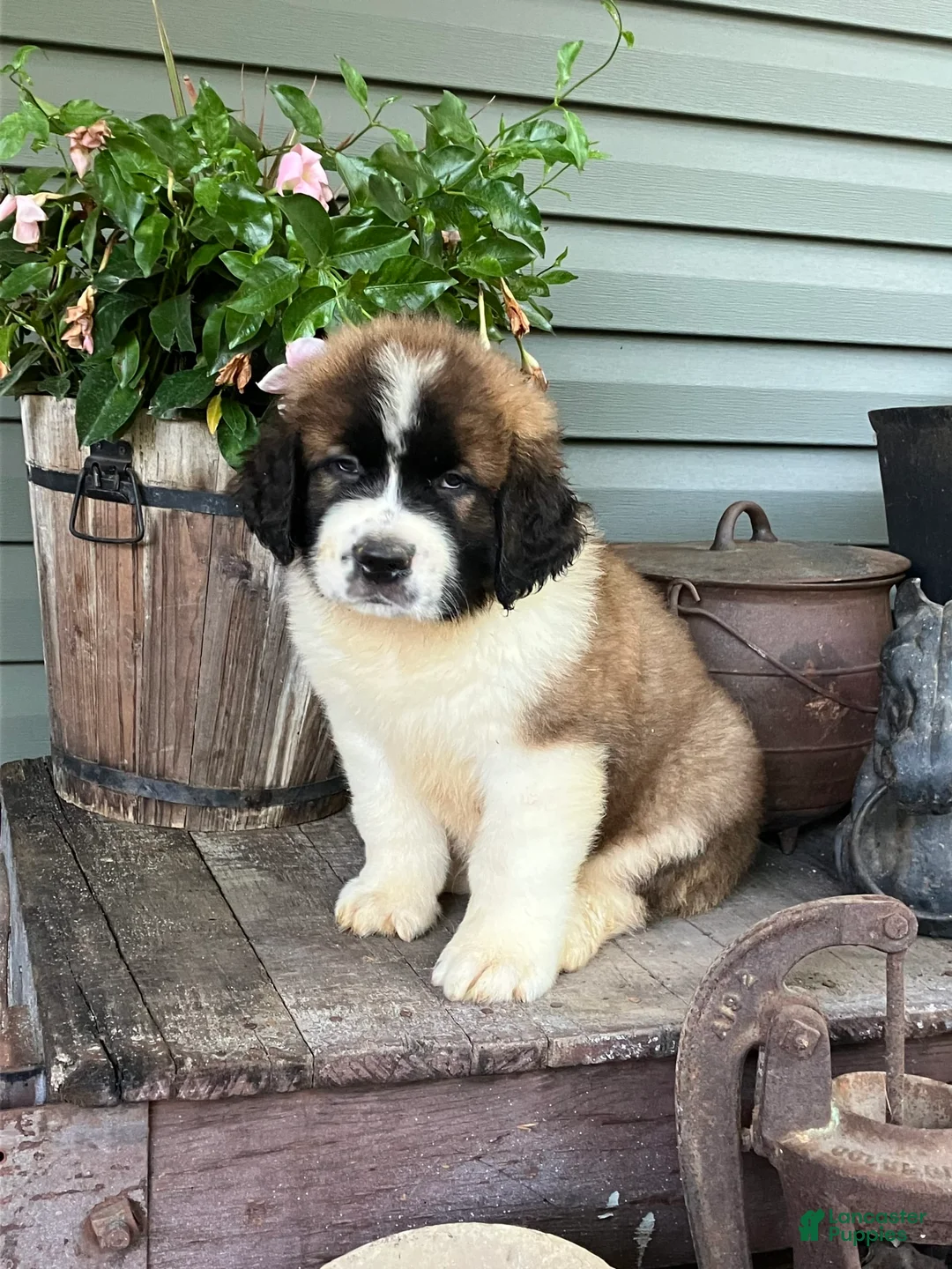 Saint Bernard dogs for sale: Buddy - Ad 2