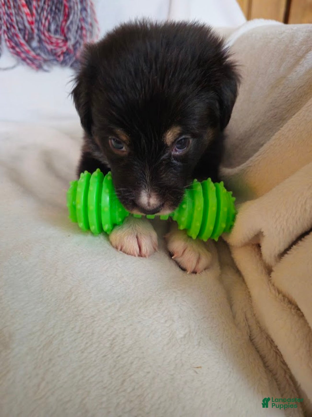 Australian Shepherd dogs for sale: Little J - Ad 3