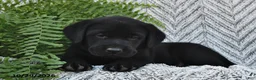 Labrador Retriever dogs for sale: Tonya  - Ad 3