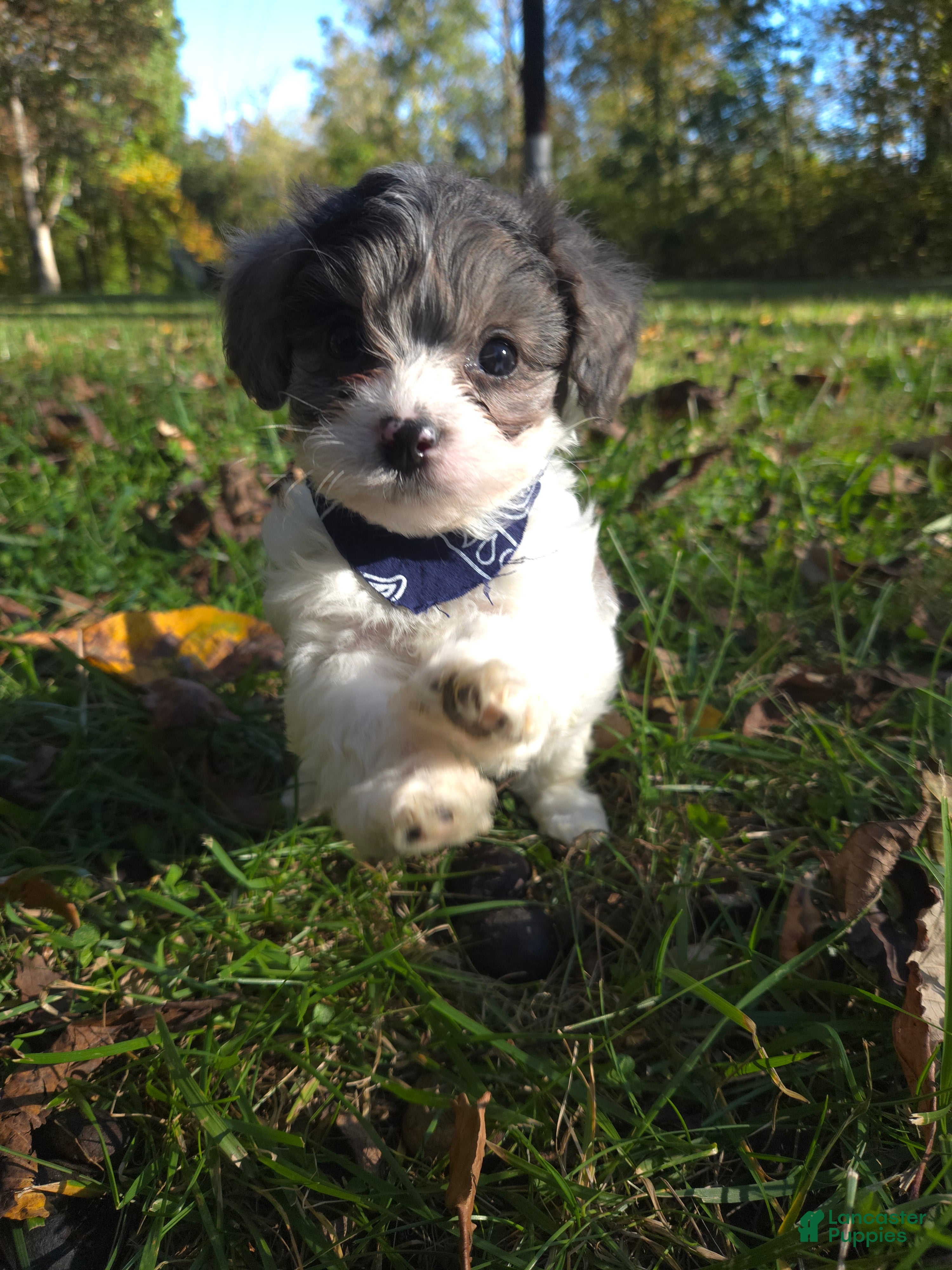 Cavapoo dogs Clover - Ad 1